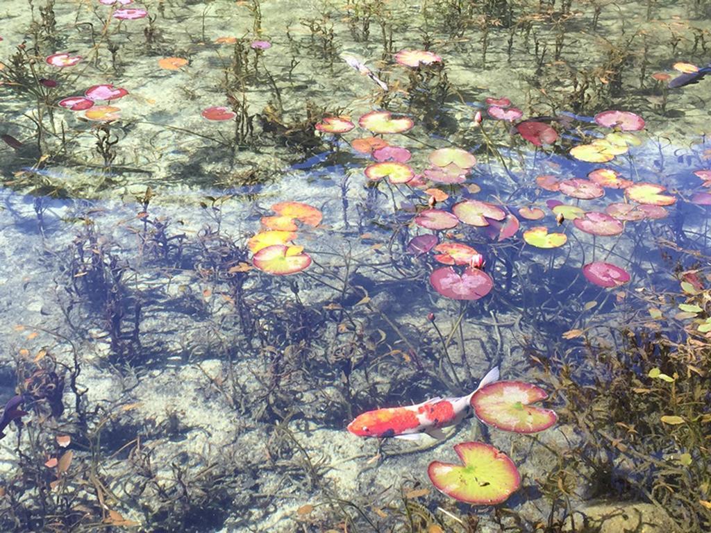 미야코 호텔 기후 나가라가와 외부 사진 Water lily